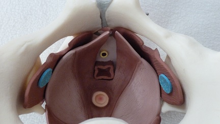 Obturator Internus & Making Connections